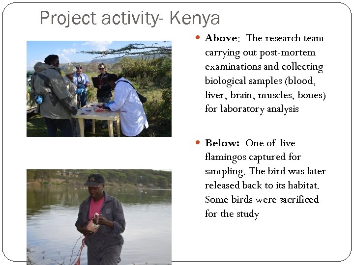 Project activity- Kenya Above: The research team carrying out post-mortem examinations and collecting biological