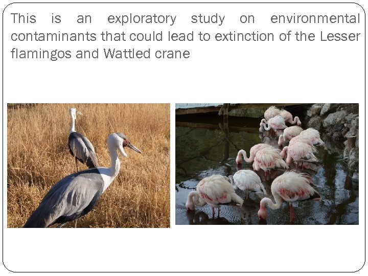 This is an exploratory study on environmental contaminants that could lead to extinction of