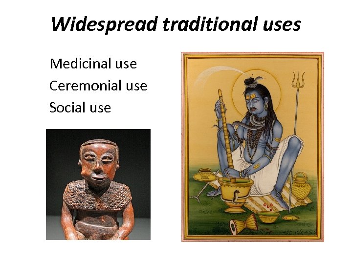 Widespread traditional uses Medicinal use Ceremonial use Social use 