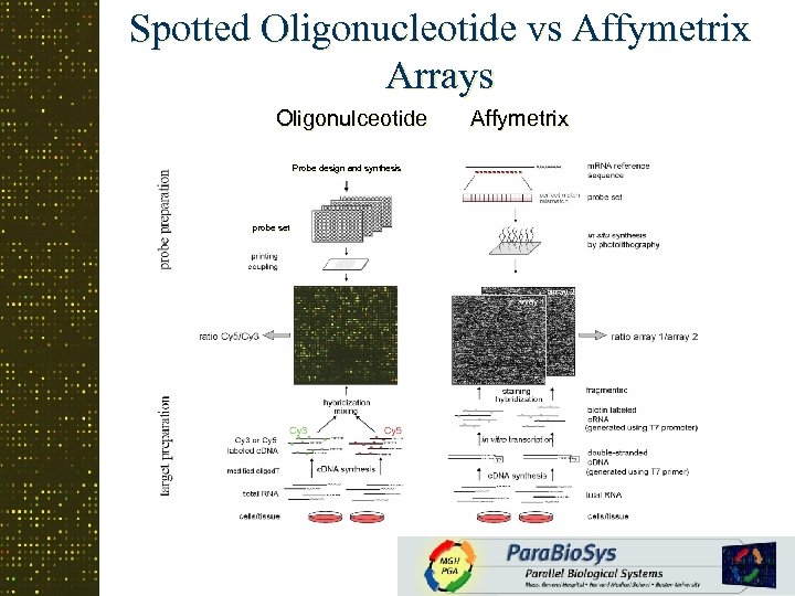 Spotted Oligonucleotide vs Affymetrix Arrays Oligonulceotide Probe design and synthesis probe set Affymetrix 