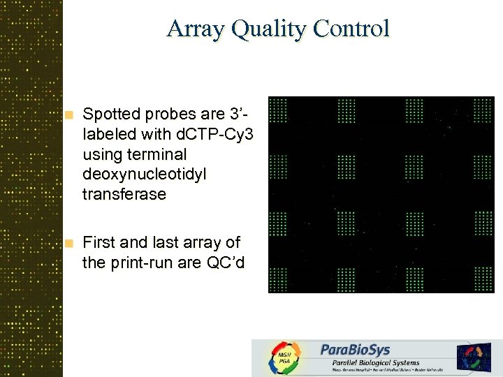 Array Quality Control n Spotted probes are 3’labeled with d. CTP-Cy 3 using terminal