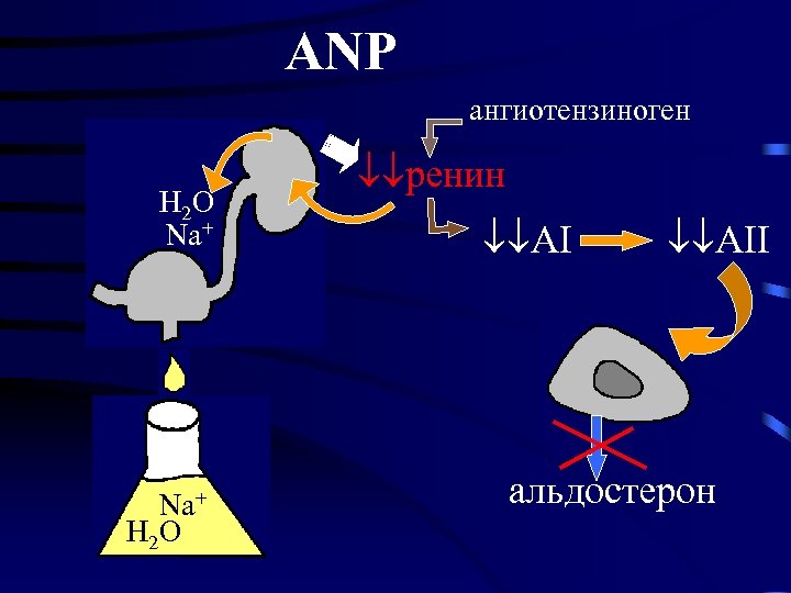 ANP ангиотензиноген H 2 O Na+ H 2 O ренин AII альдостерон 