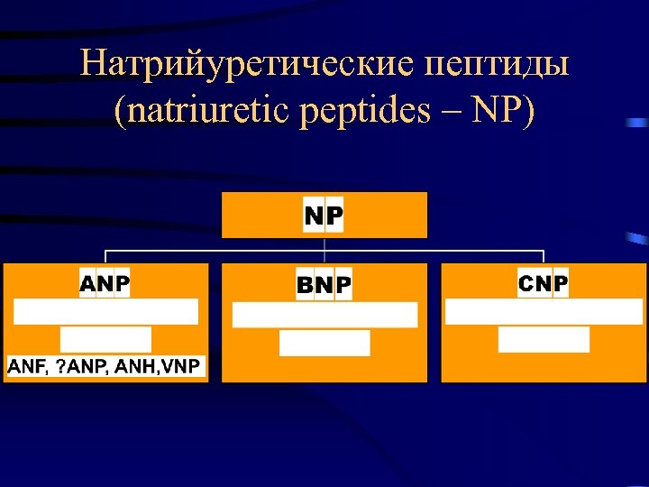 Натрийуретические пептиды (natriuretic peptides – NP) 