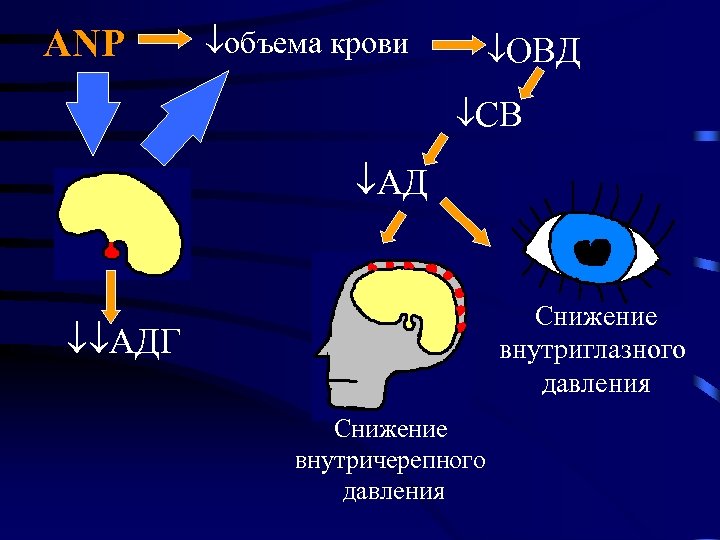 ANP объема крови ОВД СВ АД Снижение внутриглазного давления АДГ Снижение внутричерепного давления 
