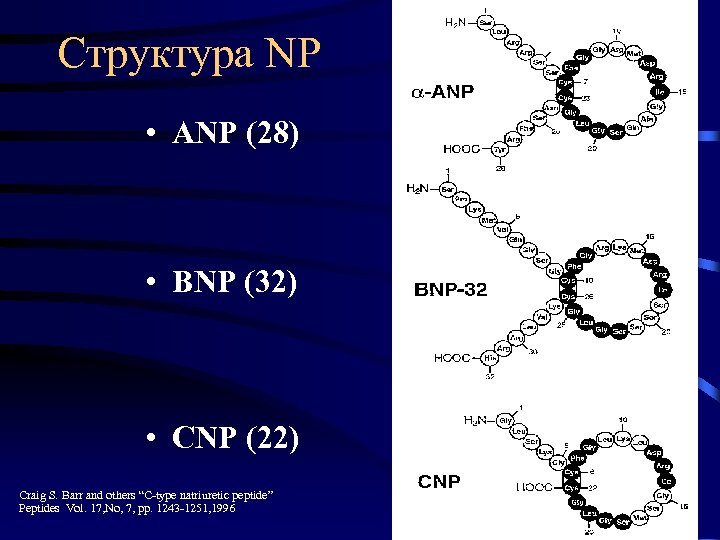 Структура NP • ANP (28) • BNP (32) • CNP (22) Craig S. Barr