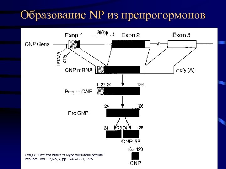 Образование NP из препрогормонов Craig S. Barr and others “C-type natriuretic peptide” Peptides Vol.