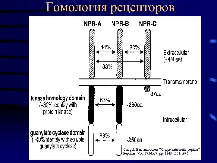 Гомология рецепторов Craig S. Barr and others “C-type natriuretic peptide” Peptides Vol. 17, No,