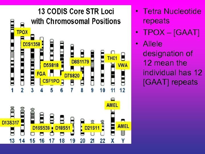  • Tetra Nucleotide repeats • TPOX – [GAAT] • Allele designation of 12