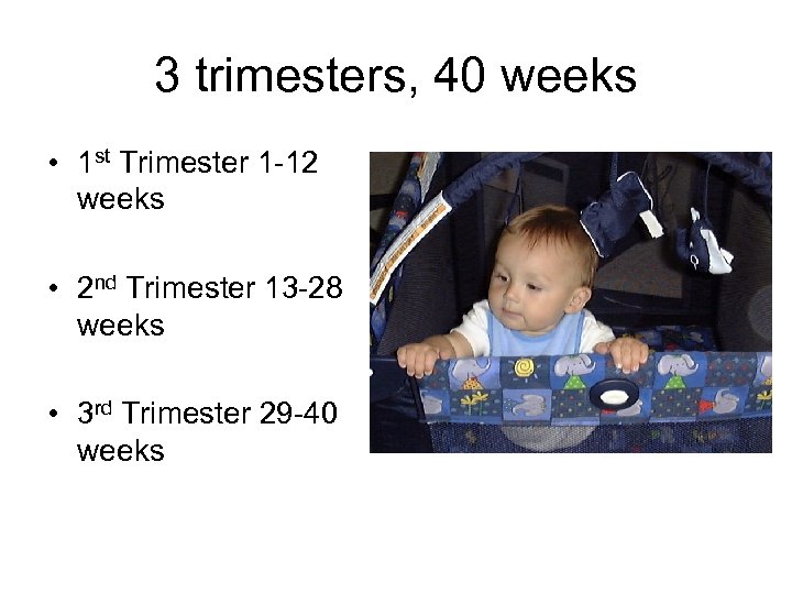 3 trimesters, 40 weeks • 1 st Trimester 1 -12 weeks • 2 nd