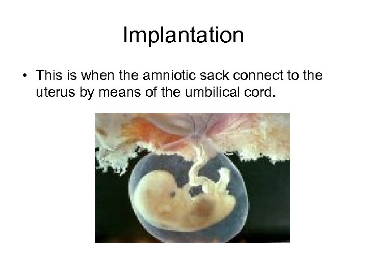 Implantation • This is when the amniotic sack connect to the uterus by means