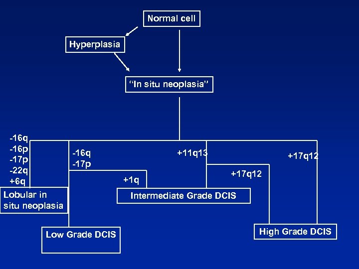 Normal cell Hyperplasia “In situ neoplasia” -16 q -16 p -17 p -22 q