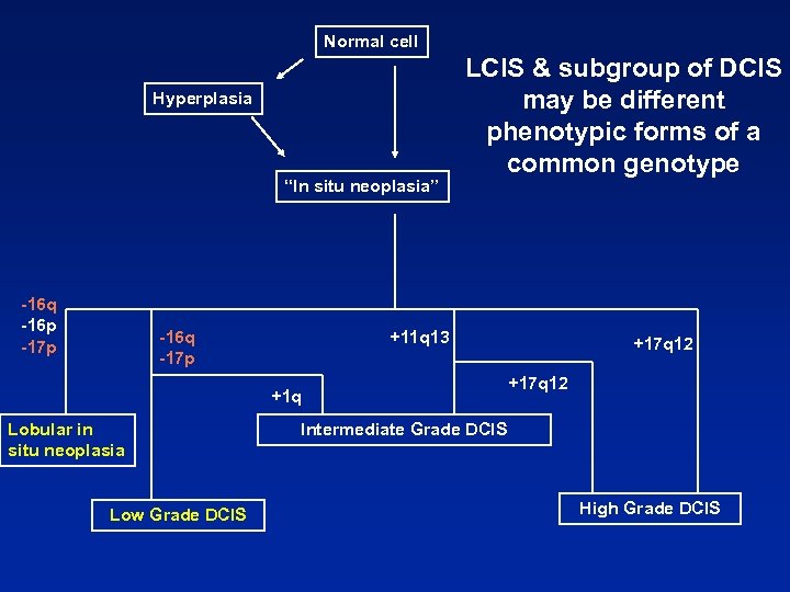 Normal cell Hyperplasia “In situ neoplasia” -16 q -16 p -17 p -16 q