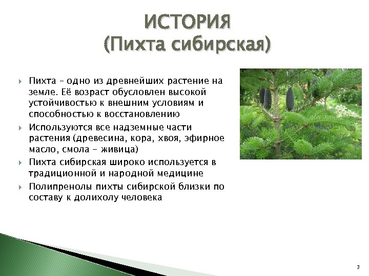 ИСТОРИЯ (Пихта сибирская) Пихта – одно из древнейших растение на земле. Её возраст обусловлен