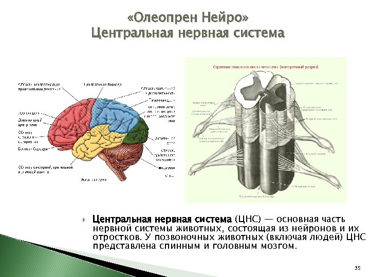  «Олеопрен Нейро» Центральная нервная система (ЦНС) — основная часть нервной системы животных, состоящая