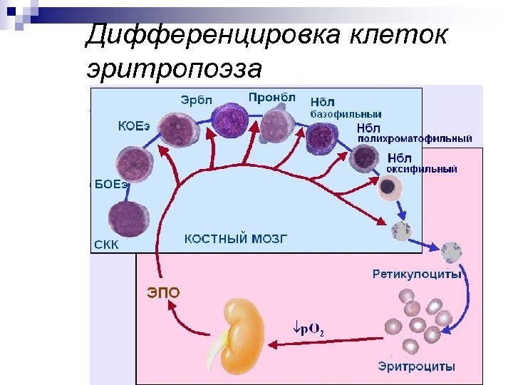 Дифференцировка клеток эритропоэза 