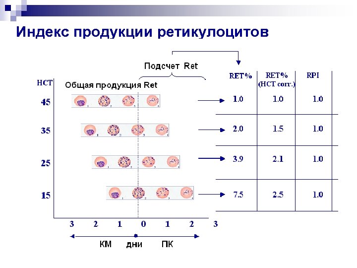 Индекс продукции ретикулоцитов 
