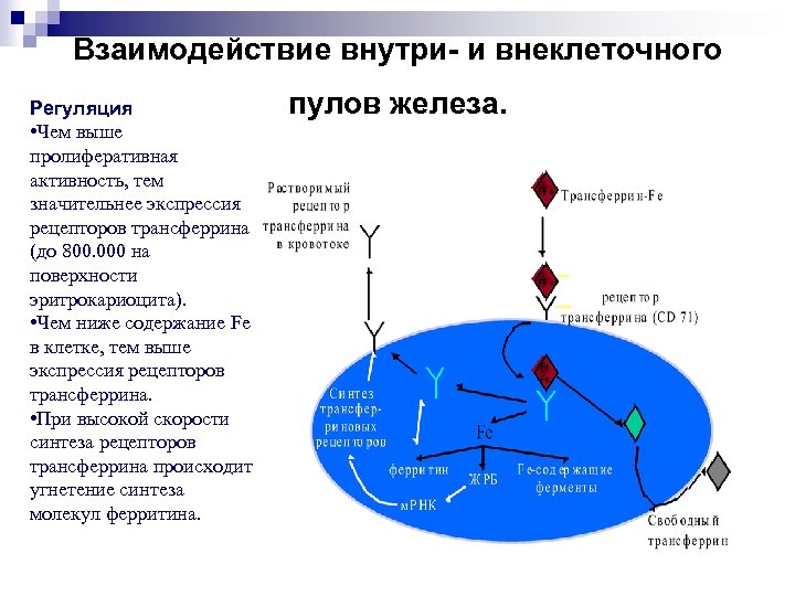 Взаимодействие внутри- и внеклеточного Регуляция • Чем выше пролиферативная активность, тем значительнее экспрессия рецепторов
