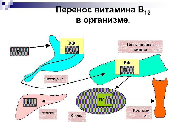 Перенос витамина В 12 в организме. 