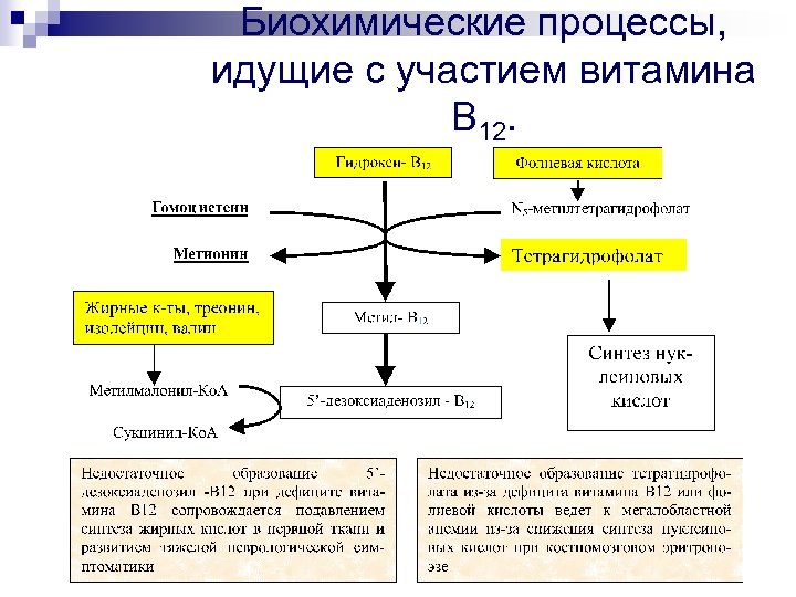Биохимические процессы, идущие с участием витамина В 12. 