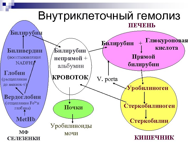 Внутриклеточный гемолиз ПЕЧЕНЬ Билирубин Биливердин (восстановление NADFH) Глобин (расщепление до аминок-т) Билирубин непрямой +