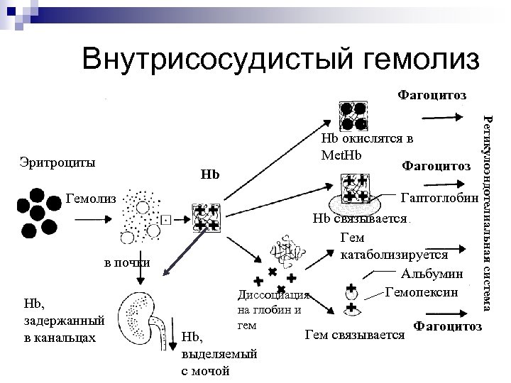 Внутрисосудистый гемолиз Фагоцитоз Hb Гемолиз в почки Hb, задержанный в канальцах Гаптоглобин Hb связывается.