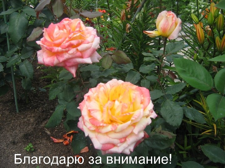 Благодарю за внимание! 