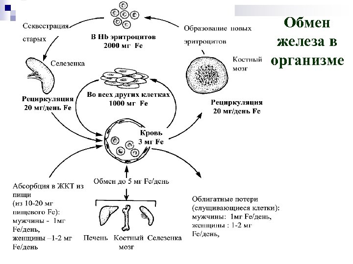 Обмен железа в организме 