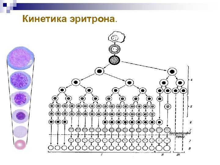 Кинетика эритрона. 