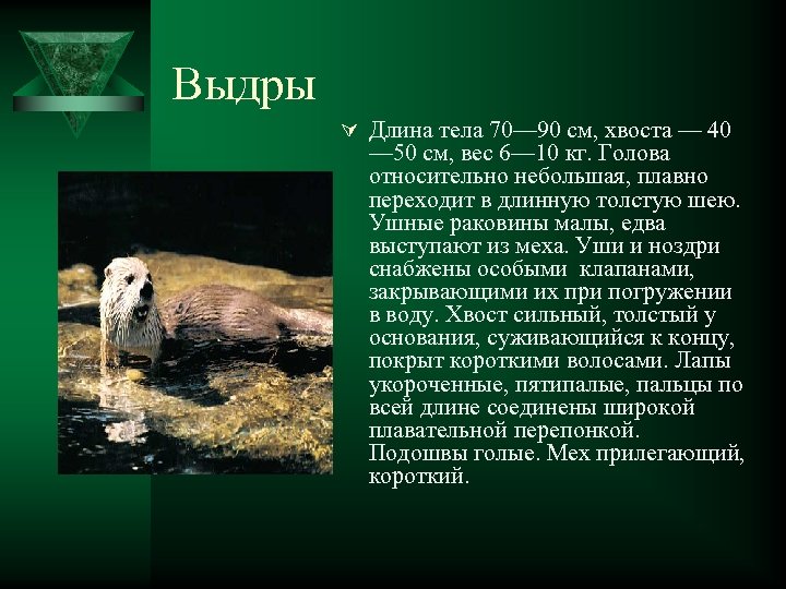Выдры Ú Длина тела 70— 90 см, хвоста — 40 — 50 см, вес