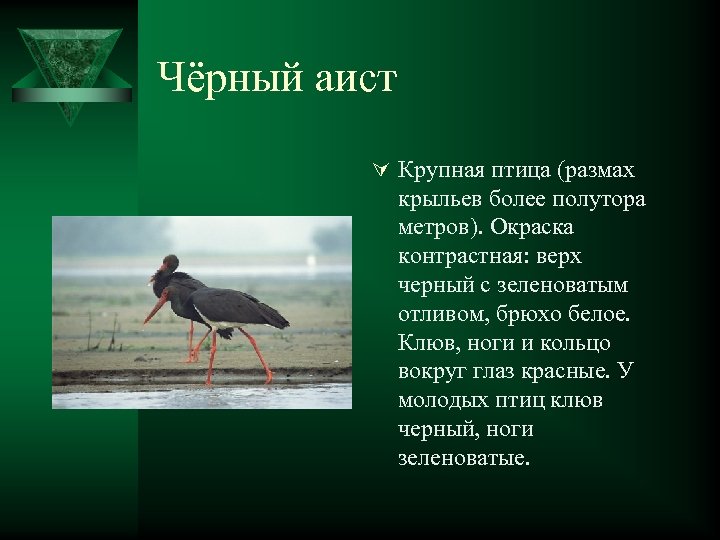 Чёрный аист Ú Крупная птица (размах крыльев более полутора метров). Окраска контрастная: верх черный