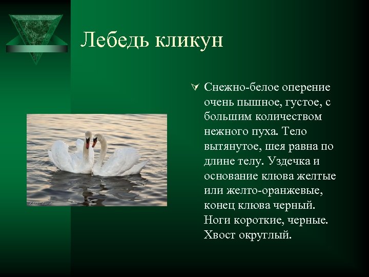Лебедь кликун Ú Снежно-белое оперение очень пышное, густое, с большим количеством нежного пуха. Тело