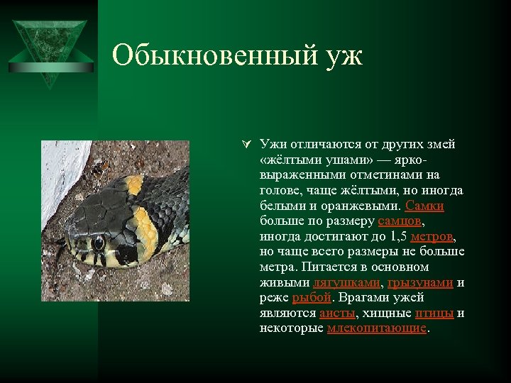 Обыкновенный уж Ú Ужи отличаются от других змей «жёлтыми ушами» — ярковыраженными отметинами на