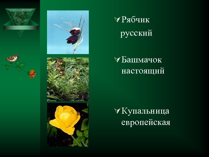 Ú Рябчик русский Ú Башмачок настоящий Ú Купальница европейская 