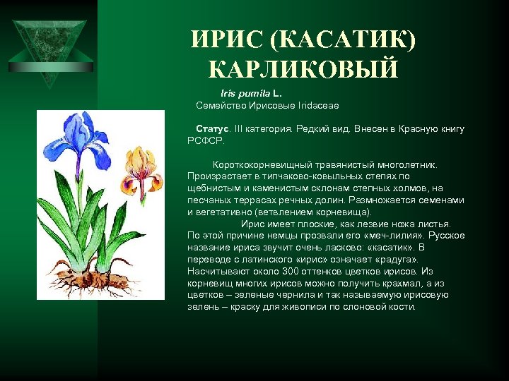 ИРИС (КАСАТИК) КАРЛИКОВЫЙ Iris pumila L. Семейство Ирисовые Iridaceae Статус. III категория. Редкий вид.