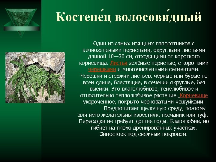 Костене ц волосови дный Один из самых изящных папоротников с вечнозелеными перистыми, округлыми листьями