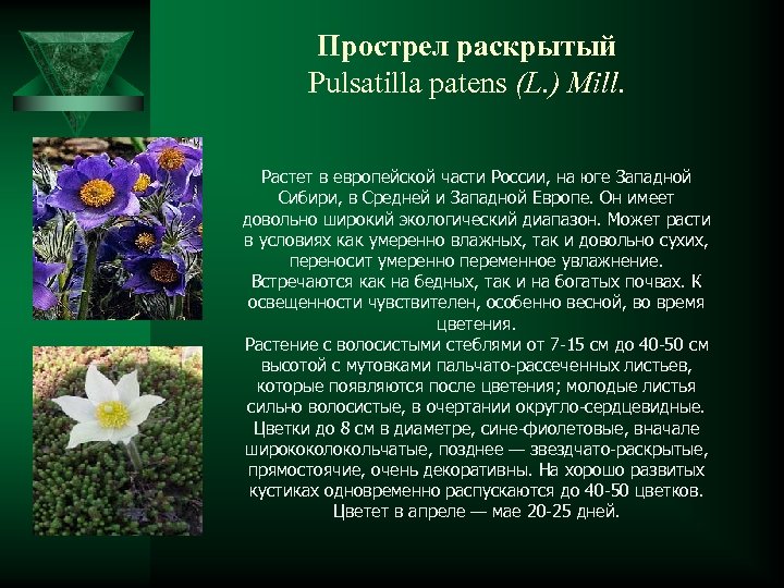 Прострел раскрытый Рulsatilla patens (L. ) Mill. Растет в европейской части России, на юге