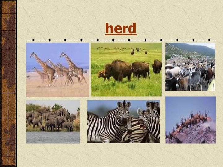 herd 