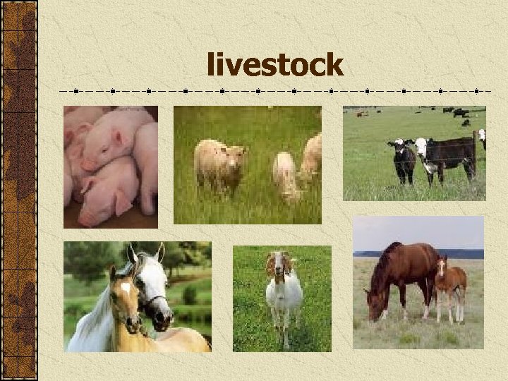 livestock 