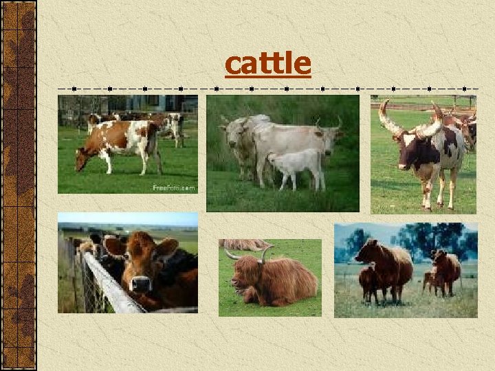 cattle 