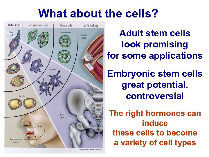 What about the cells? Adult stem cells look promising for some applications Embryonic stem
