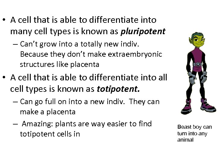  • A cell that is able to differentiate into many cell types is