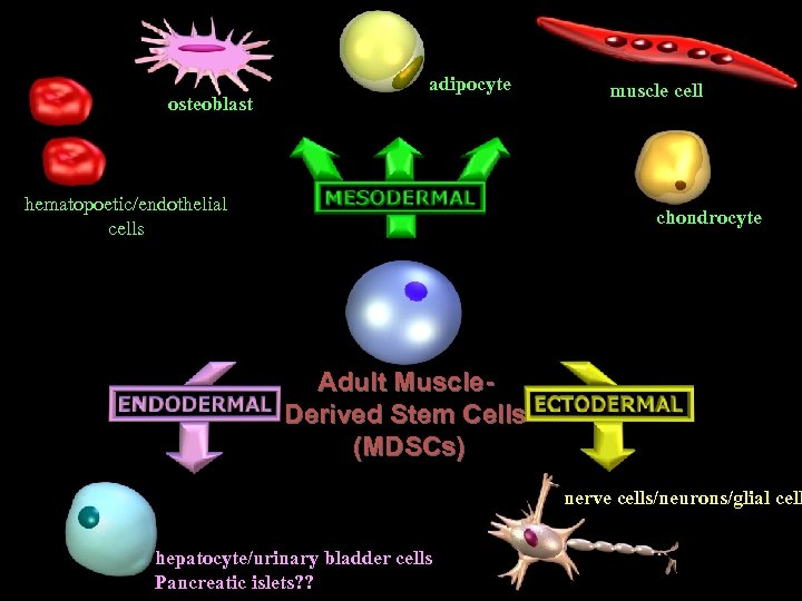 osteoblast adipocyte hematopoetic/endothelial cells muscle cell chondrocyte Adult Muscle. Derived Stem Cells (MDSCs) nerve