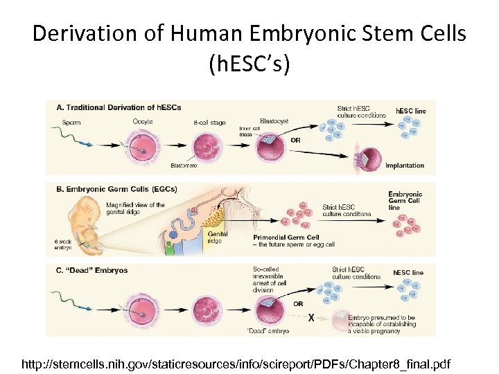 Derivation of Human Embryonic Stem Cells (h. ESC’s) http: //stemcells. nih. gov/staticresources/info/scireport/PDFs/Chapter 8_final. pdf