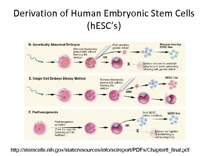 Derivation of Human Embryonic Stem Cells (h. ESC’s) http: //stemcells. nih. gov/staticresources/info/scireport/PDFs/Chapter 8_final. pdf