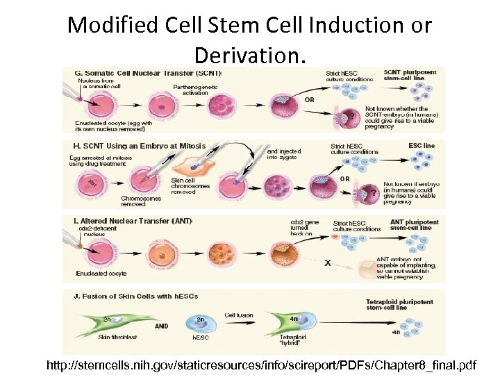 Modified Cell Stem Cell Induction or Derivation. http: //stemcells. nih. gov/staticresources/info/scireport/PDFs/Chapter 8_final. pdf 