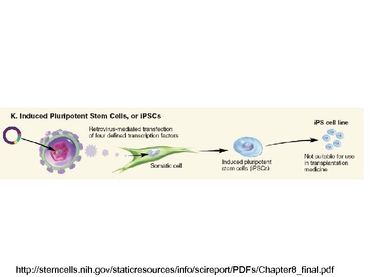 http: //stemcells. nih. gov/staticresources/info/scireport/PDFs/Chapter 8_final. pdf 