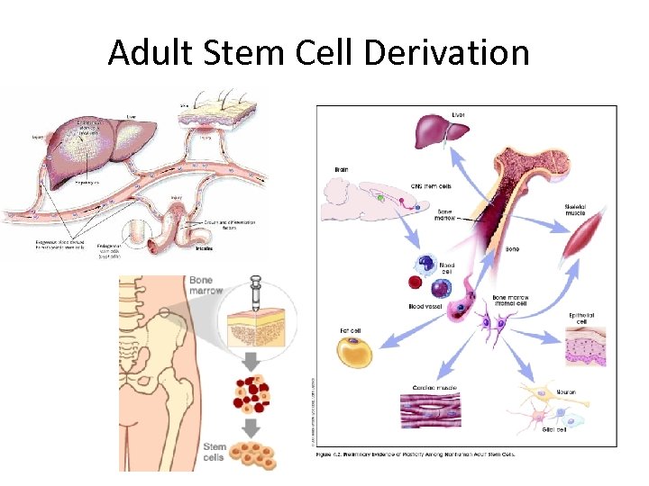 Adult Stem Cell Derivation 