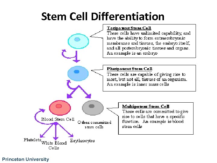 Stem Cell Differentiation Princeton University 
