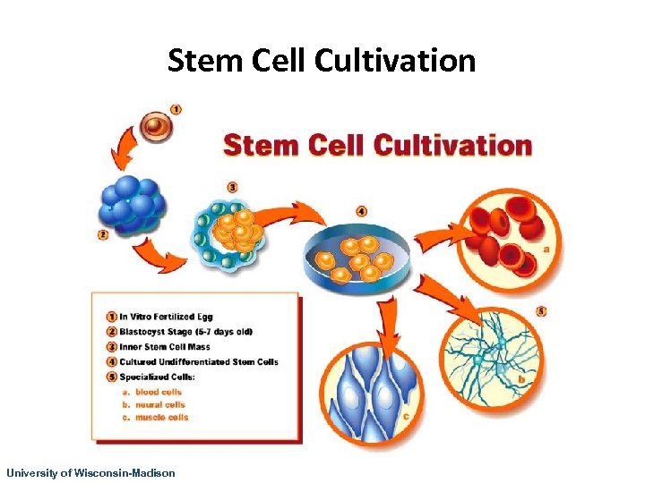Stem Cell Cultivation University of Wisconsin-Madison 