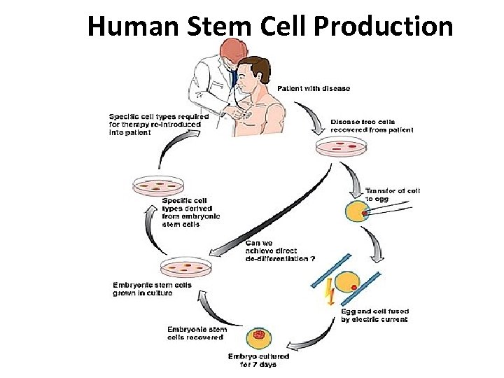 Human Stem Cell Production 